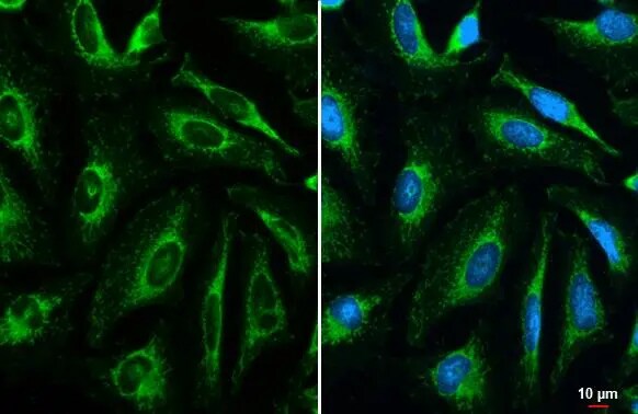 COX4 Antibody (854)