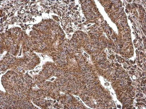 COX4 Antibody (854) - Azide and BSA Free