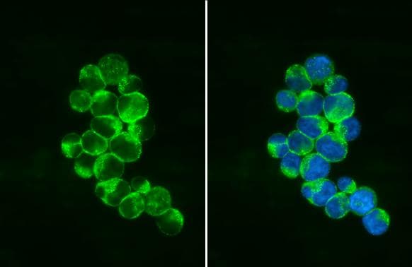 PEX19 Antibody (554) - Azide and BSA Free