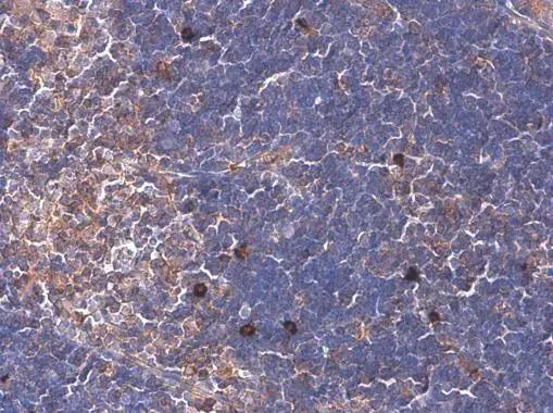 p114RhoGEF Antibody (1972) - Azide and BSA Free