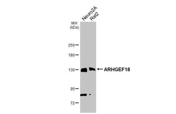 p114RhoGEF Antibody (1972) - Azide and BSA Free