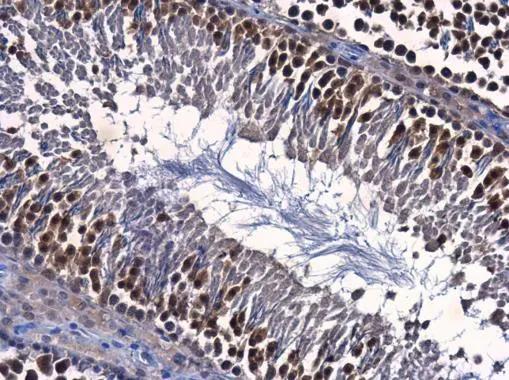 ENY2 Antibody (245) - Azide and BSA Free