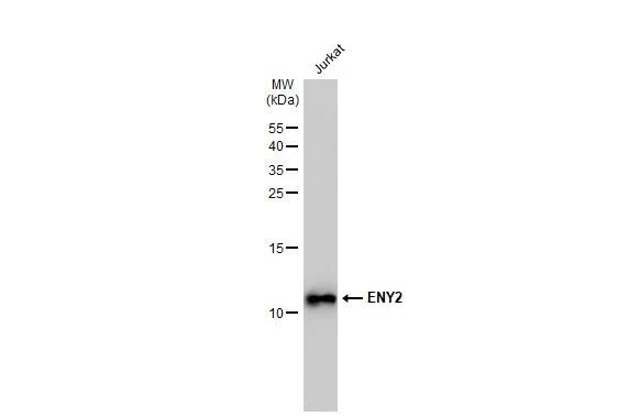 ENY2 Antibody (245) - Azide and BSA Free