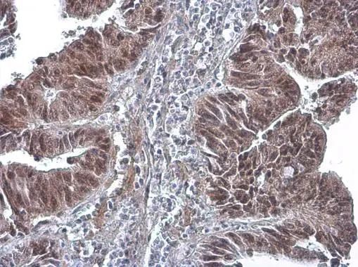 DNA Polymerase delta, catalytic subunit Antibody (6196) - Azide and BSA Free