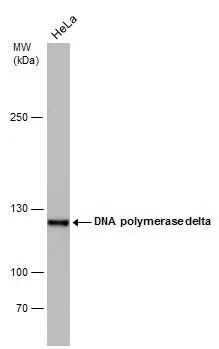 DNA Polymerase delta, catalytic subunit Antibody (6196) - Azide and BSA Free