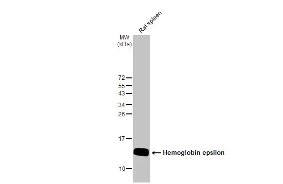 Hemoglobin epsilon Antibody