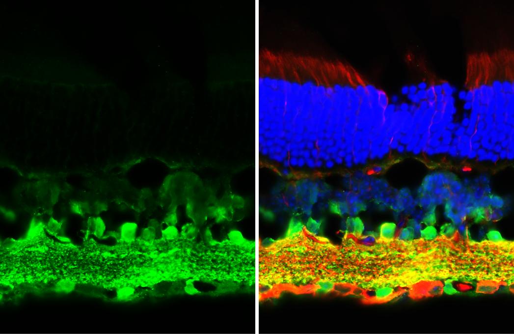 GABA Antibody - BSA Free