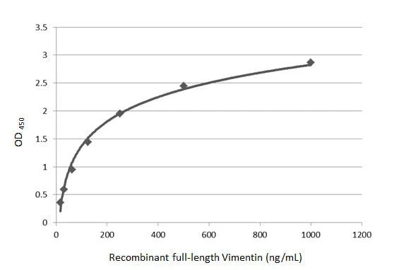 Vimentin Antibody (812)