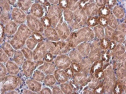 IDH2 Antibody (673) - Azide and BSA Free
