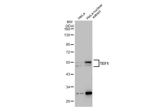 TEAD1 Antibody (13112)