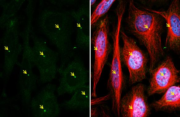 gamma Tubulin Antibody (4511) - Azide and BSA Free