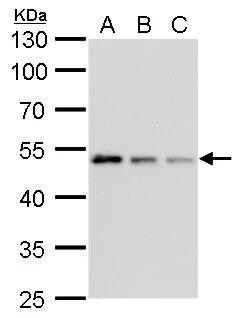 gamma Tubulin Antibody (4511) - Azide and BSA Free