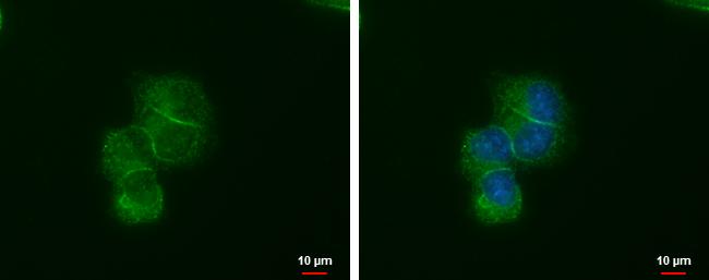 LIN7 Antibody (377) - Azide and BSA Free