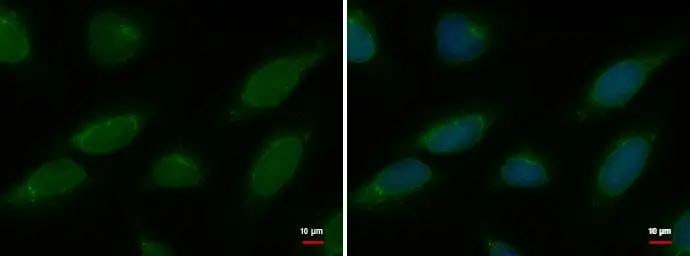 NUP62 Antibody (252) - Azide and BSA Free