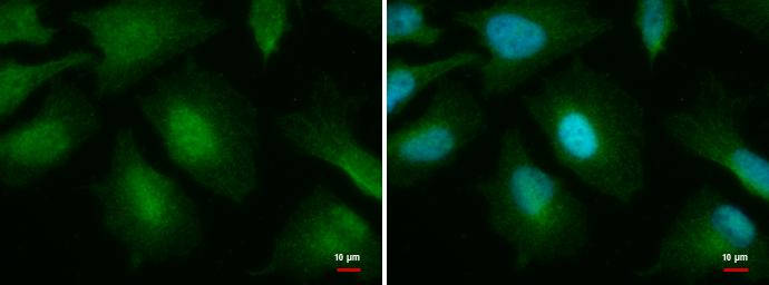 O-GlcNAc Transferase p110 subunit Antibody (678) - Azide and BSA Free