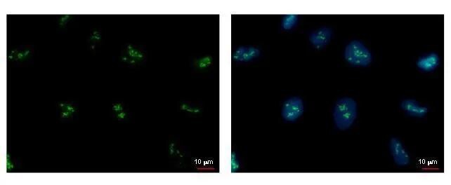 PAF49 Antibody (7212) - Azide and BSA Free