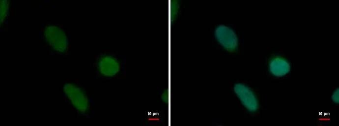 PRDM14 Antibody (1359) - Azide and BSA Free