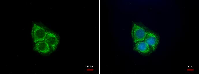 UQCRC1 Antibody (1311) - Azide and BSA Free