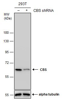 CBS Antibody (519) - Azide and BSA Free