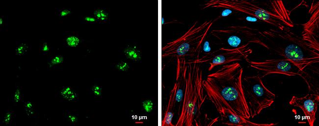 GBX2 Antibody