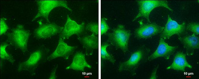 Glyoxalase I Antibody (266) - Azide and BSA Free