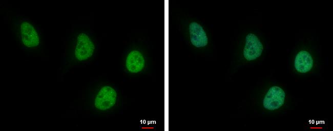 USP7 Antibody (6512) - Azide and BSA Free