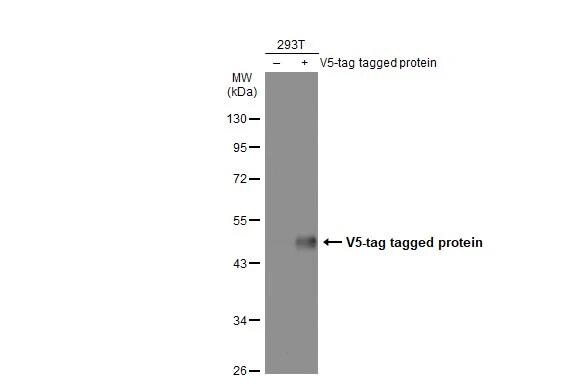 V5 Epitope Tag Antibody (1071) - Azide and BSA Free