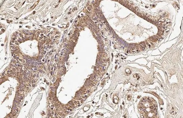 COX4 Antibody (6310)