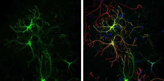 Glutamine Synthetase Antibody (1055) - Azide and BSA Free