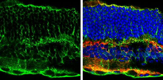 Glutamine Synthetase Antibody (1055) - Azide and BSA Free