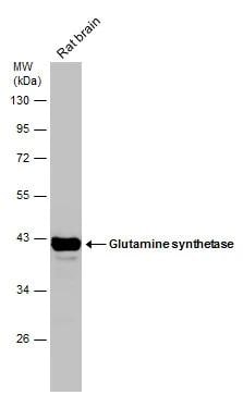 Glutamine Synthetase Antibody (1055) - Azide and BSA Free