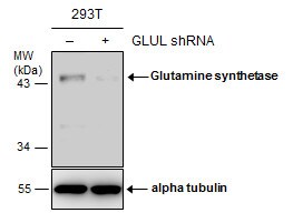 Glutamine Synthetase Antibody (1055) - Azide and BSA Free