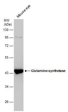 Glutamine Synthetase Antibody (1055) - Azide and BSA Free