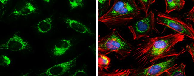 CS Citrate Synthase Antibody (1761) - Azide and BSA Free
