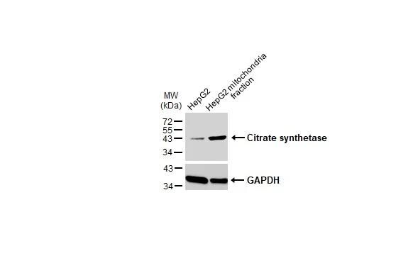 CS Citrate Synthase Antibody (1761) - Azide and BSA Free