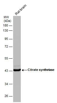 CS Citrate Synthase Antibody (1761) - Azide and BSA Free