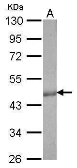 CS Citrate Synthase Antibody (1761) - Azide and BSA Free