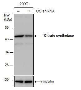 CS Citrate Synthase Antibody (1761) - Azide and BSA Free