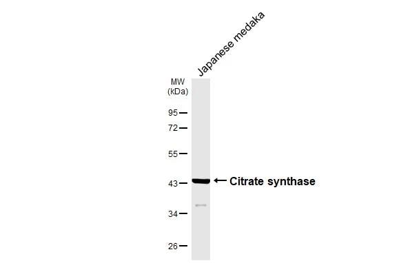 CS Citrate Synthase Antibody (2061) - Azide and BSA Free