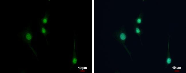 NPAS1 Antibody - BSA Free