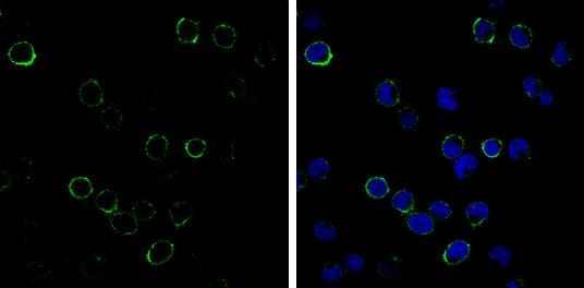 CD3 Antibody (13) - Azide and BSA Free