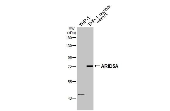ARID5A Antibody (1683) - Azide and BSA Free