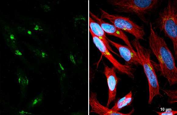 BICD2 Antibody (10811) - Azide and BSA Free
