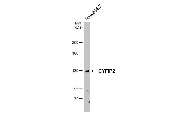 CYFIP2 Antibody - BSA Free