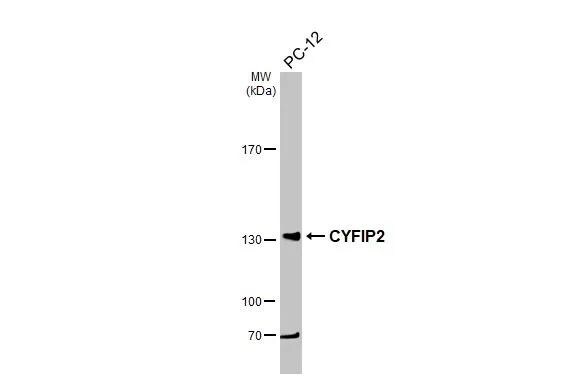CYFIP2 Antibody - BSA Free