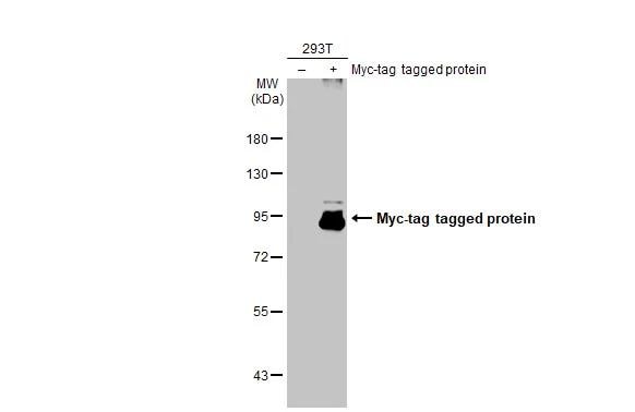 Myc Epitope Tag Antibody