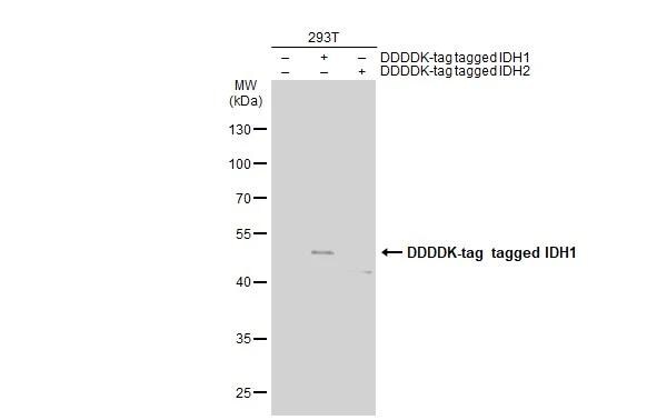 Isocitrate Dehydrogenase 1/IDH1 Antibody (1521) - Azide and BSA Free