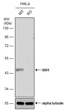 Isocitrate Dehydrogenase 1/IDH1 Antibody (1521) - Azide and BSA Free