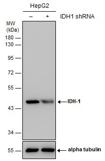 Isocitrate Dehydrogenase 1/IDH1 Antibody (1521) - Azide and BSA Free