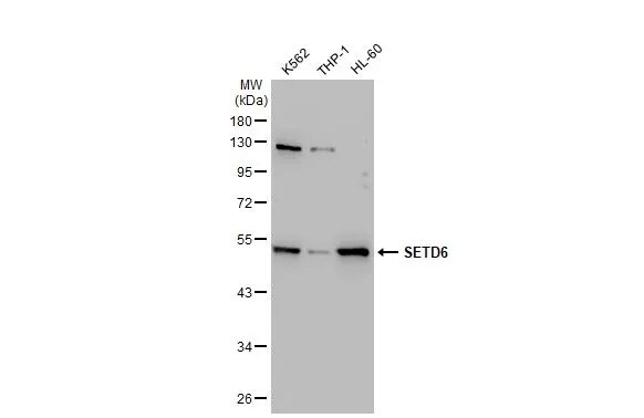 SETD6 Antibody (688)